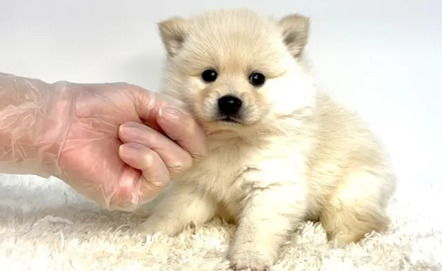 茨城県坂東市にて、ポメ柴の女の子のご家族様を募集しております...