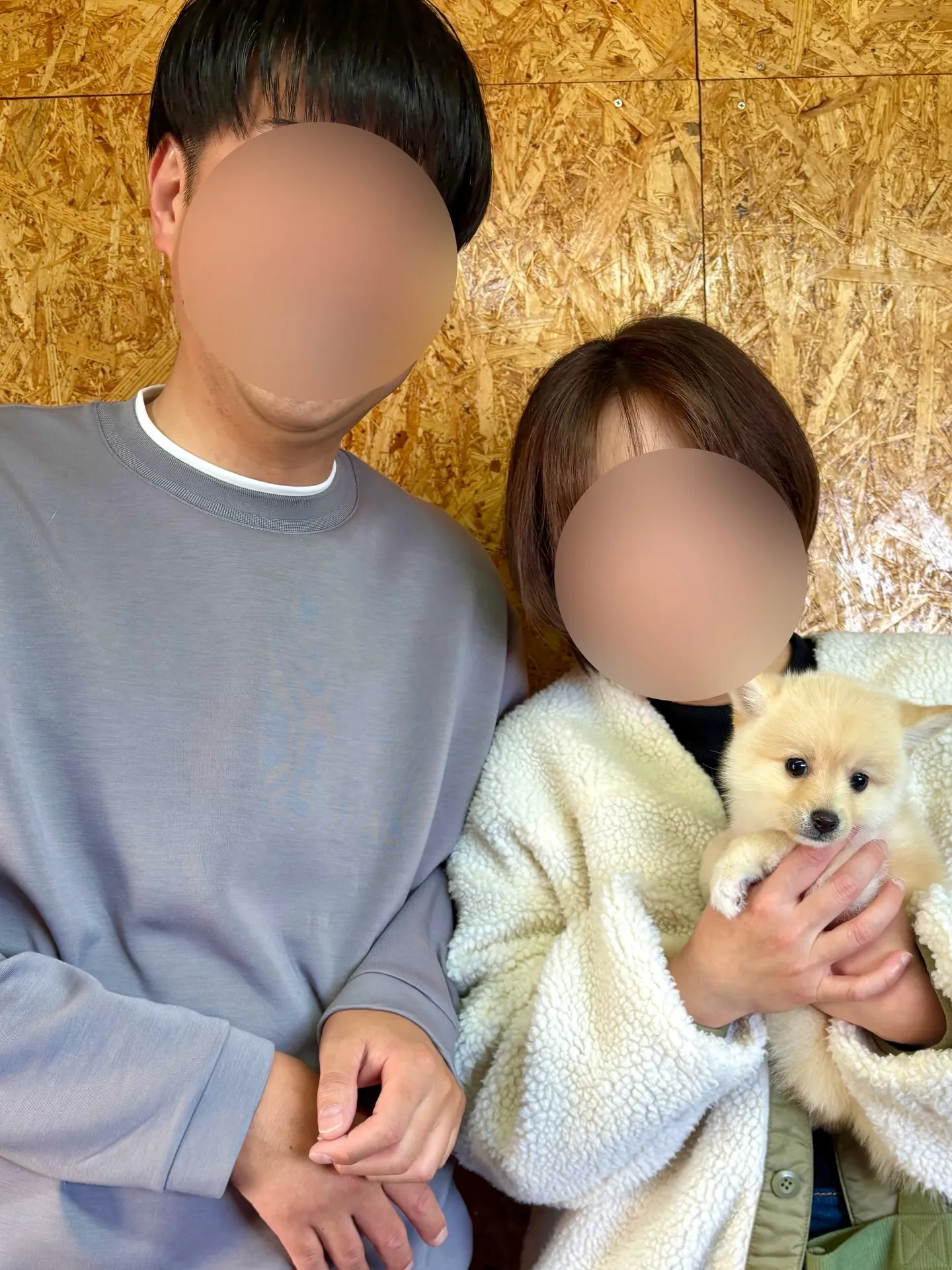 本日、神奈川県のご家族様がポメ柴の女の子をお迎えにお越し下さ...