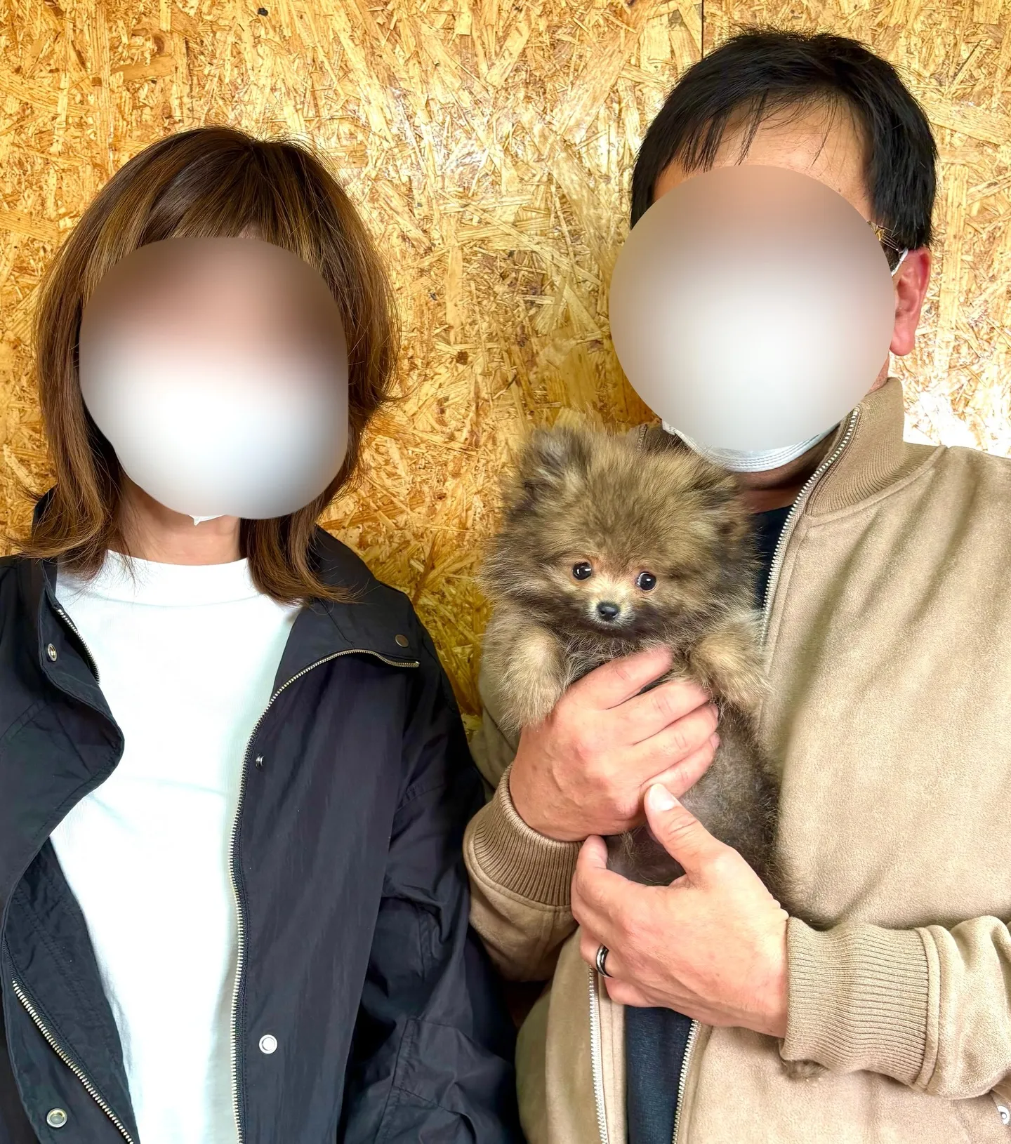 本日、茨城県のご家族様がポメラニアンの男の子のお迎えにお越し...