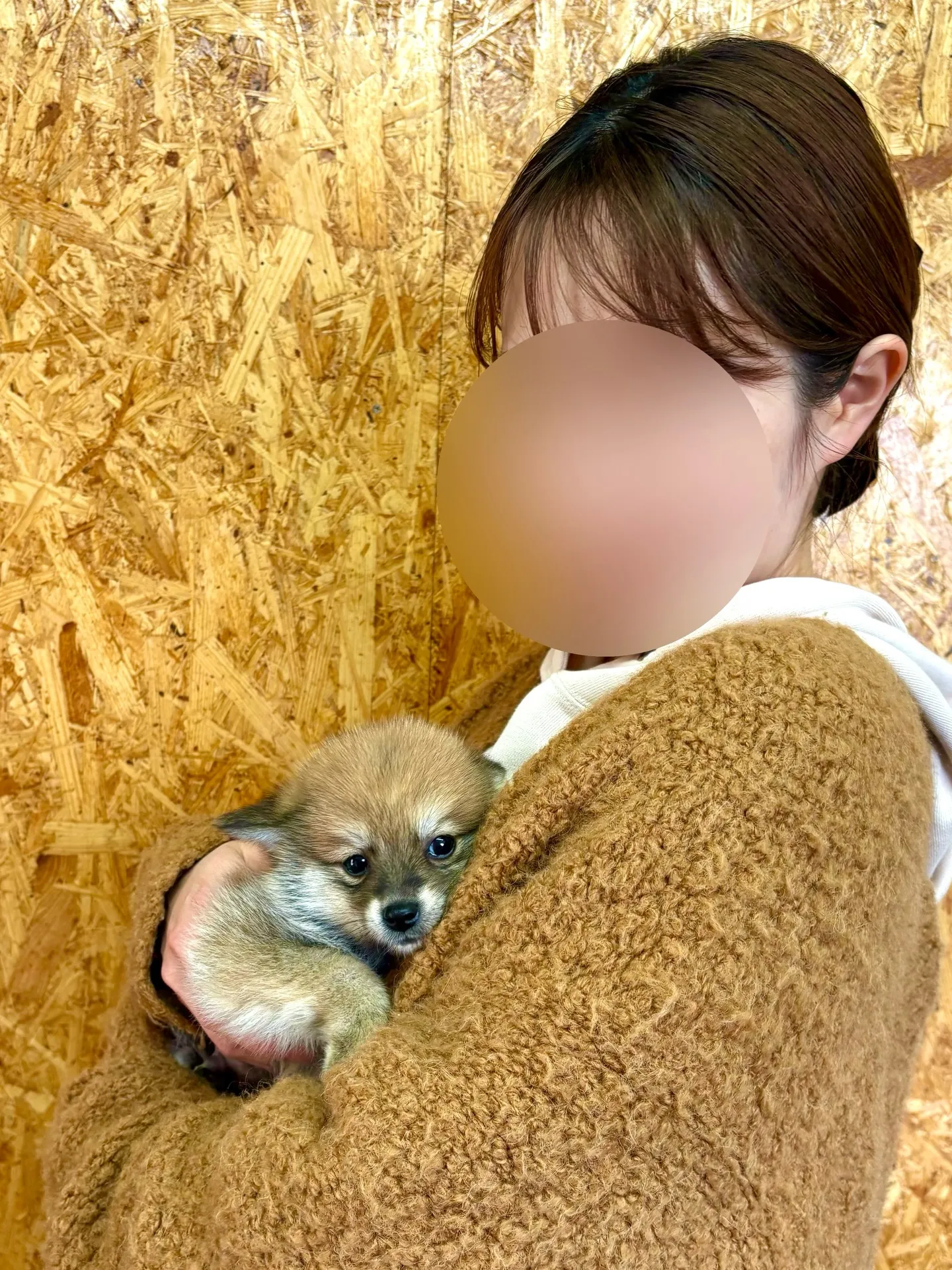 本日、山梨県のご家族様がポメ柴の男の子をお迎えにお越し下さい...