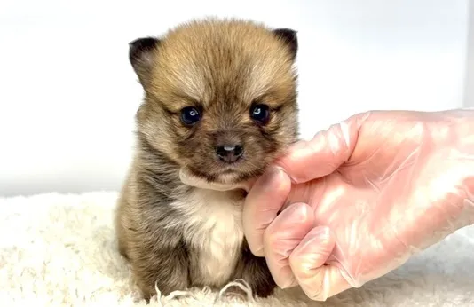 茨城県坂東市にて、ポメコーギーの女の子のご家族様を募集してお...