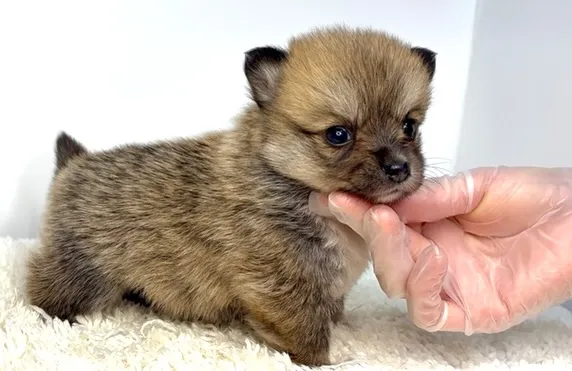 茨城県坂東市にて、ポメコーギーの女の子のご家族様を募集してお...