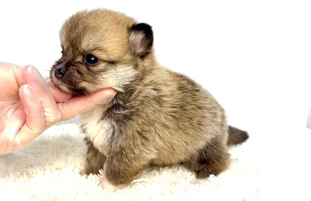 茨城県坂東市にて、ポメコーギーの女の子のご家族様を募集してお...