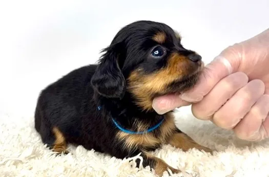 茨城県坂東市にて、チワックスの男の子のご家族様を募集しており...