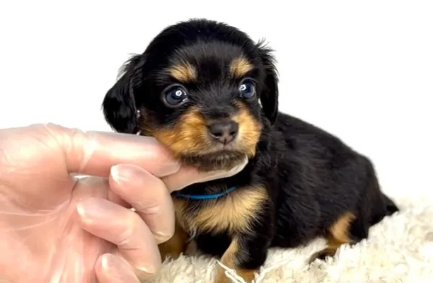 茨城県坂東市にて、チワックスの男の子のご家族様を募集しており...