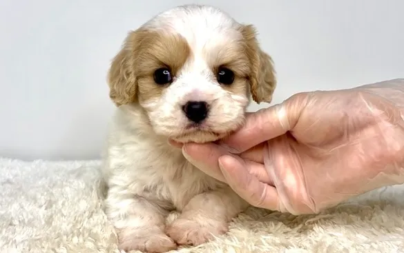 茨城県坂東市にて、キャバションの女の子のご家族様を募集してお...