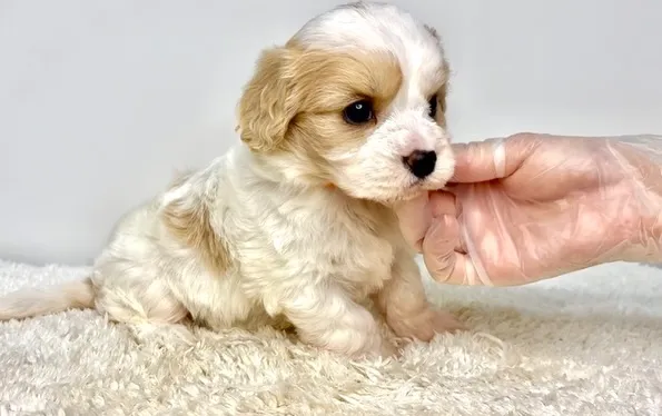 茨城県坂東市にて、キャバションの女の子のご家族様を募集してお...