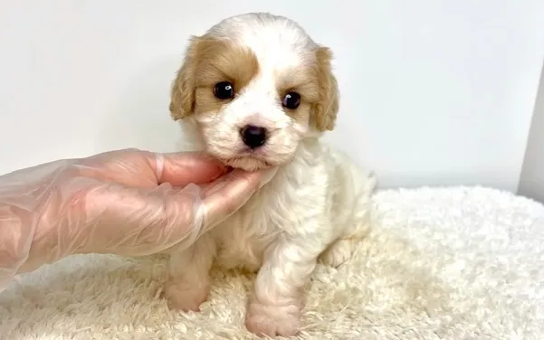 茨城県坂東市にて、キャバションの女の子のご家族様を募集してお...