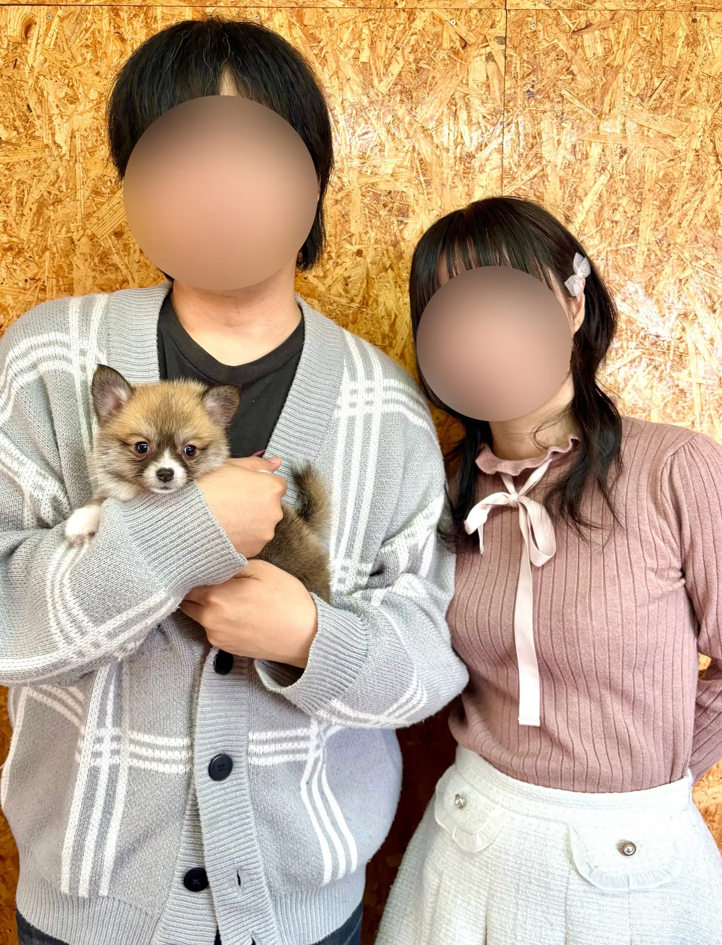 本日、神奈川県のご家族様がポメコーギーの女の子のお迎えにお越...