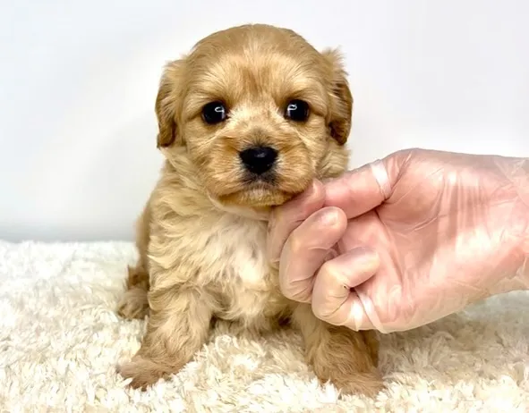 茨城県坂東市にて、キャバションの女の子のご家族様を募集してお...