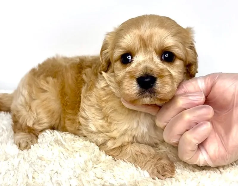 茨城県坂東市にて、キャバションの女の子のご家族様を募集してお...