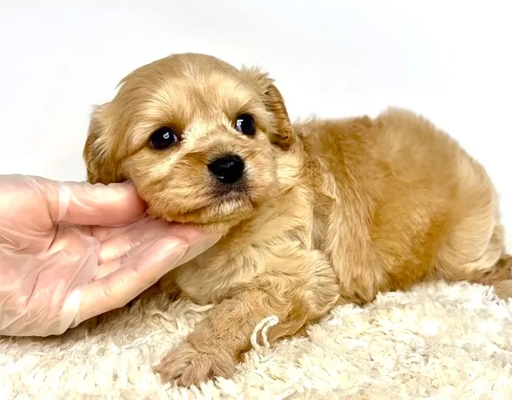 茨城県坂東市にて、キャバションの女の子のご家族様を募集してお...