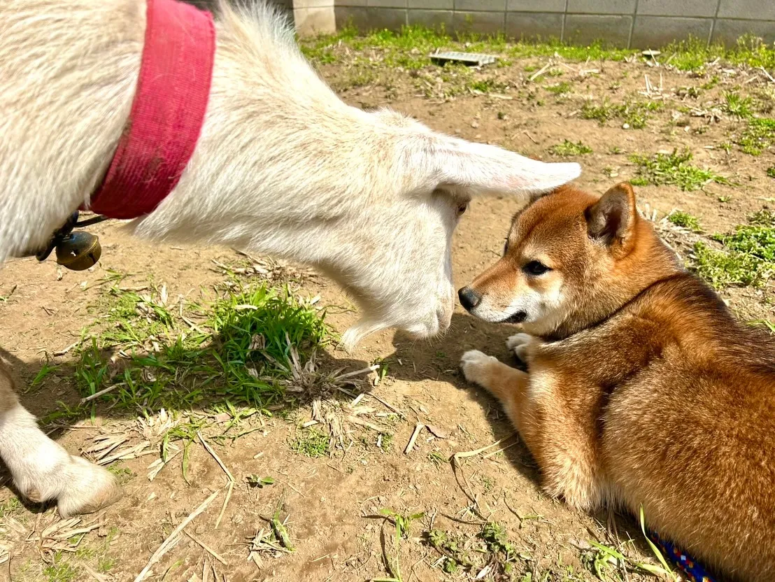 当犬舎から巣立っていった繁殖引退犬の子🐶