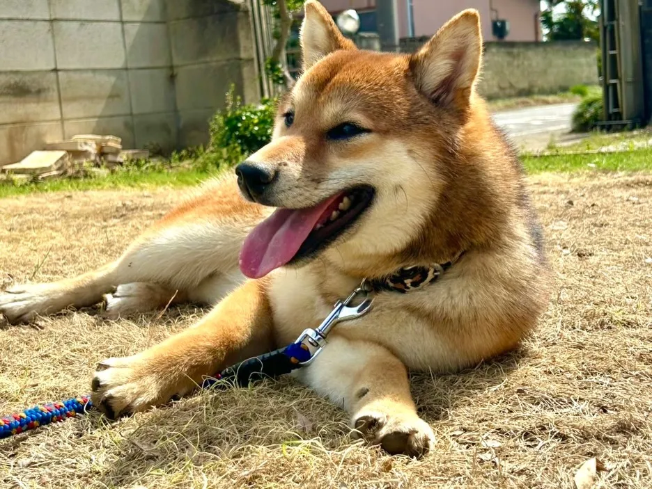 当犬舎から巣立っていった繁殖引退犬の子🐶