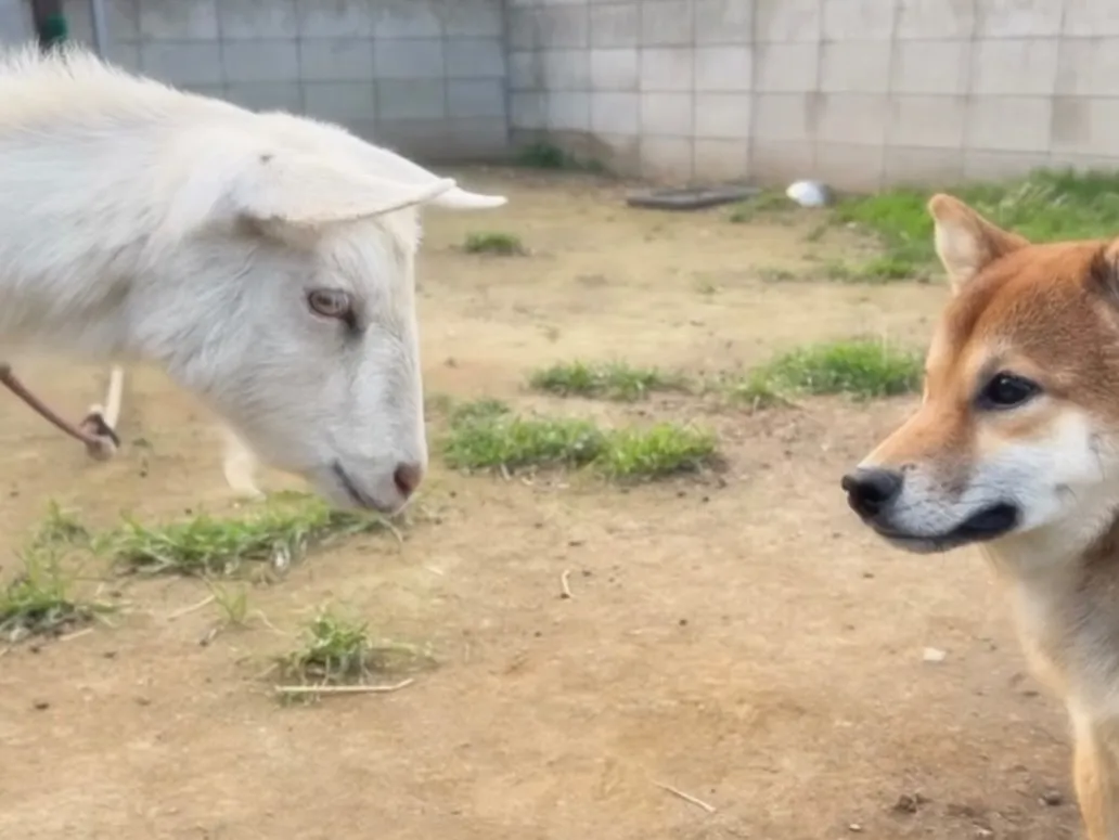 当犬舎から巣立っていった繁殖引退犬の子🐶
