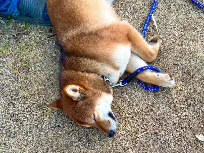 当犬舎から巣立っていった繁殖引退犬の子🐶
