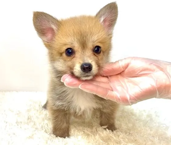 茨城県坂東市にて、ポメコーギーの男の子のご家族様を募集してお...