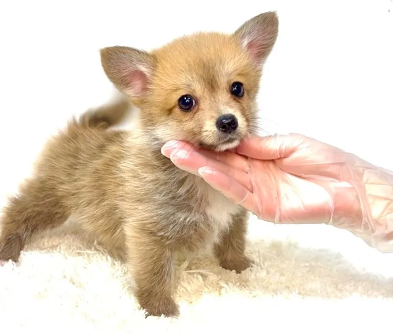 茨城県坂東市にて、ポメコーギーの男の子のご家族様を募集してお...