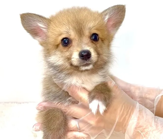 茨城県坂東市にて、ポメコーギーの男の子のご家族様を募集してお...