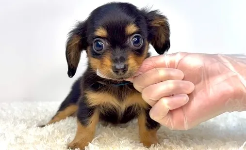 茨城県坂東市にて、チワックスの男の子のご家族様を募集しており...