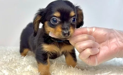 茨城県坂東市にて、チワックスの男の子のご家族様を募集しており...