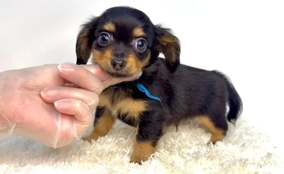 茨城県坂東市にて、チワックスの男の子のご家族様を募集しており...