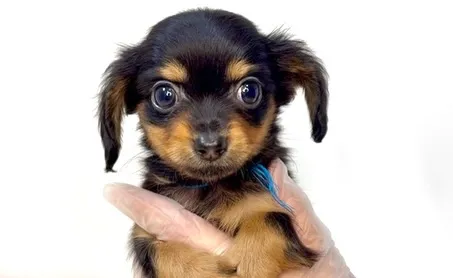 茨城県坂東市にて、チワックスの男の子のご家族様を募集しており...