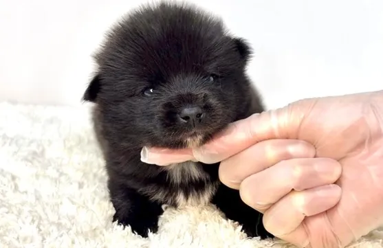 茨城県坂東市にて、ポメ柴の男の子のご家族様を募集しております...