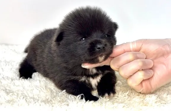 茨城県坂東市にて、ポメ柴の男の子のご家族様を募集しております...