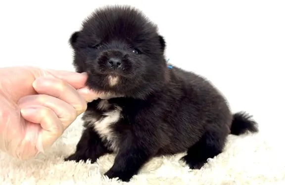 茨城県坂東市にて、ポメ柴の男の子のご家族様を募集しております...