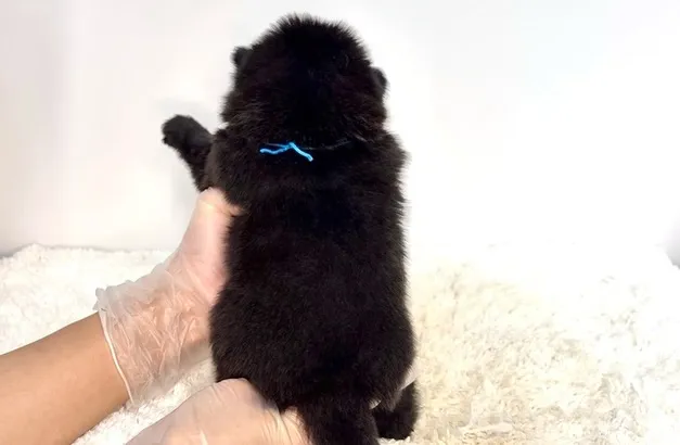 茨城県坂東市にて、ポメ柴の男の子のご家族様を募集しております...