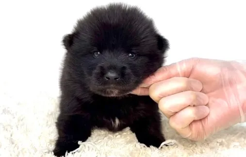 茨城県坂東市にて、ポメ柴の男の子のご家族様を募集しております...