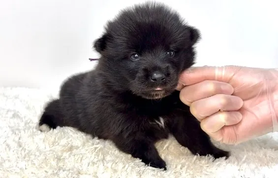 茨城県坂東市にて、ポメ柴の男の子のご家族様を募集しております...