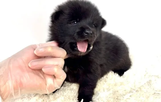 茨城県坂東市にて、ポメ柴の男の子のご家族様を募集しております...