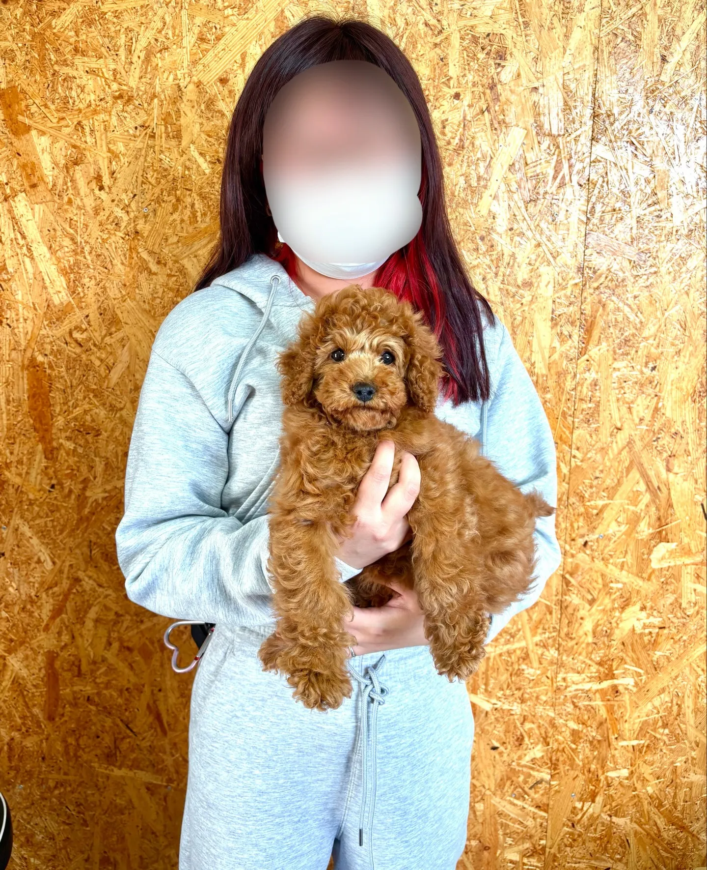 本日、茨城県のご家族様がトイプードルの男の子お迎えにお越しく...