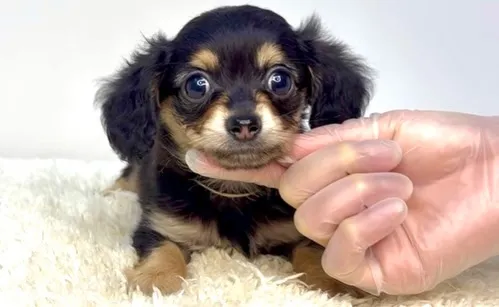 茨城県坂東市にて、チワックスの女の子のご家族様を募集しており...