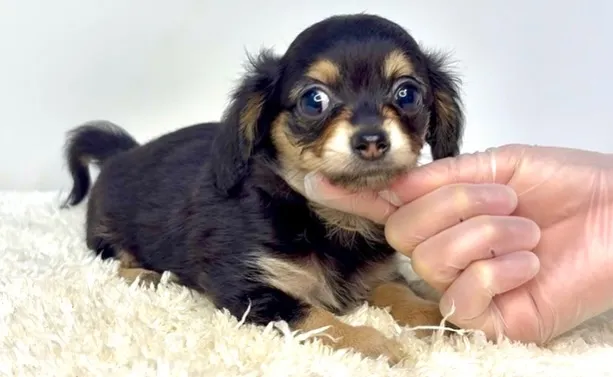 茨城県坂東市にて、チワックスの女の子のご家族様を募集しており...