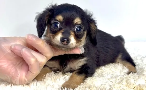 茨城県坂東市にて、チワックスの女の子のご家族様を募集しており...