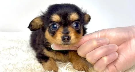 茨城県坂東市にて、チワックスの男の子のご家族様を募集しており...