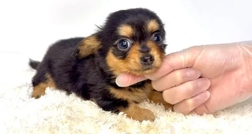 茨城県坂東市にて、チワックスの男の子のご家族様を募集しており...