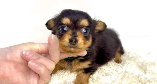 茨城県坂東市にて、チワックスの男の子のご家族様を募集しており...