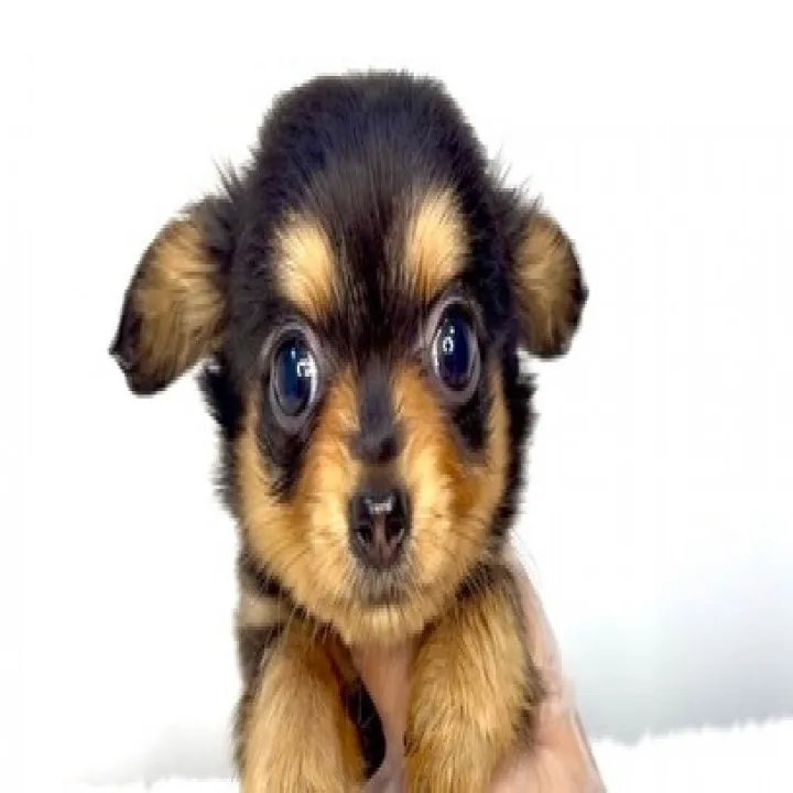 茨城県坂東市にて、チワックスの男の子のご家族様を募集しており...