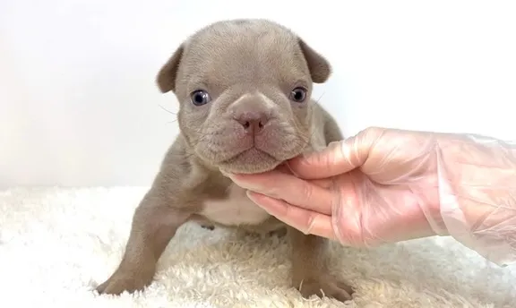 茨城県坂東市にて、エキゾチックブリーの女の子のご家族様を募集...