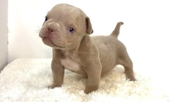 茨城県坂東市にて、エキゾチックブリーの女の子のご家族様を募集...