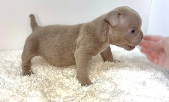 茨城県坂東市にて、エキゾチックブリーの女の子のご家族様を募集...