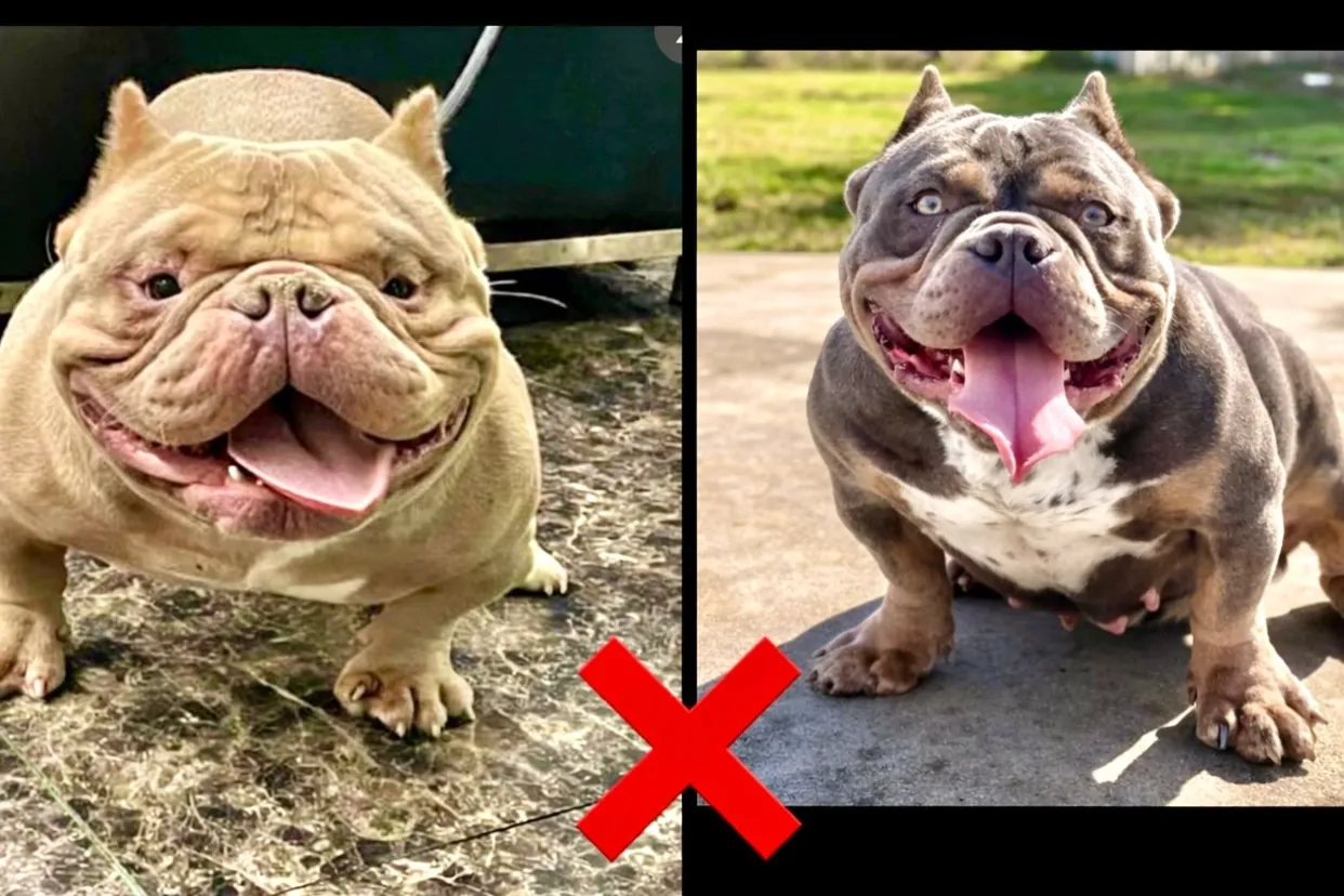 今生まれている、エキゾチックブリーの両親です‼️🐶