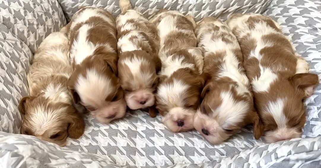 整列！！🐶🐶🐶