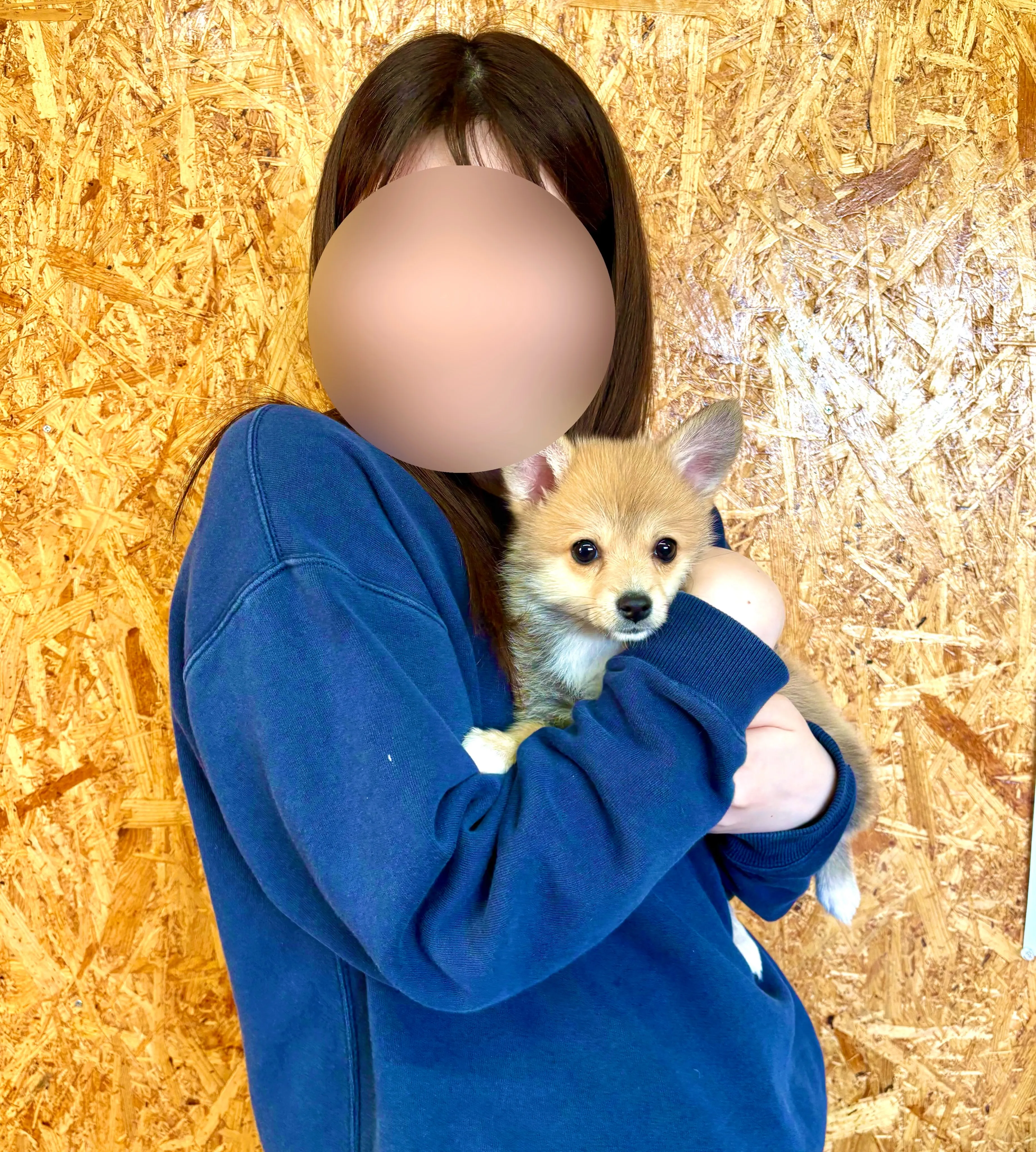 本日、東京都のご家族様がポメコーギーの男の子のお迎えにお越し...