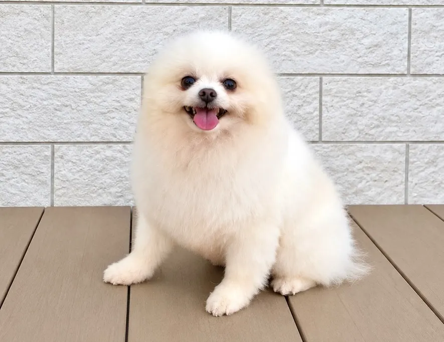 昨日は、トリミングDAY🐶✨
