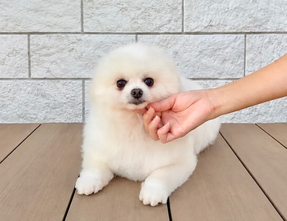 昨日は、トリミングDAY🐶✨